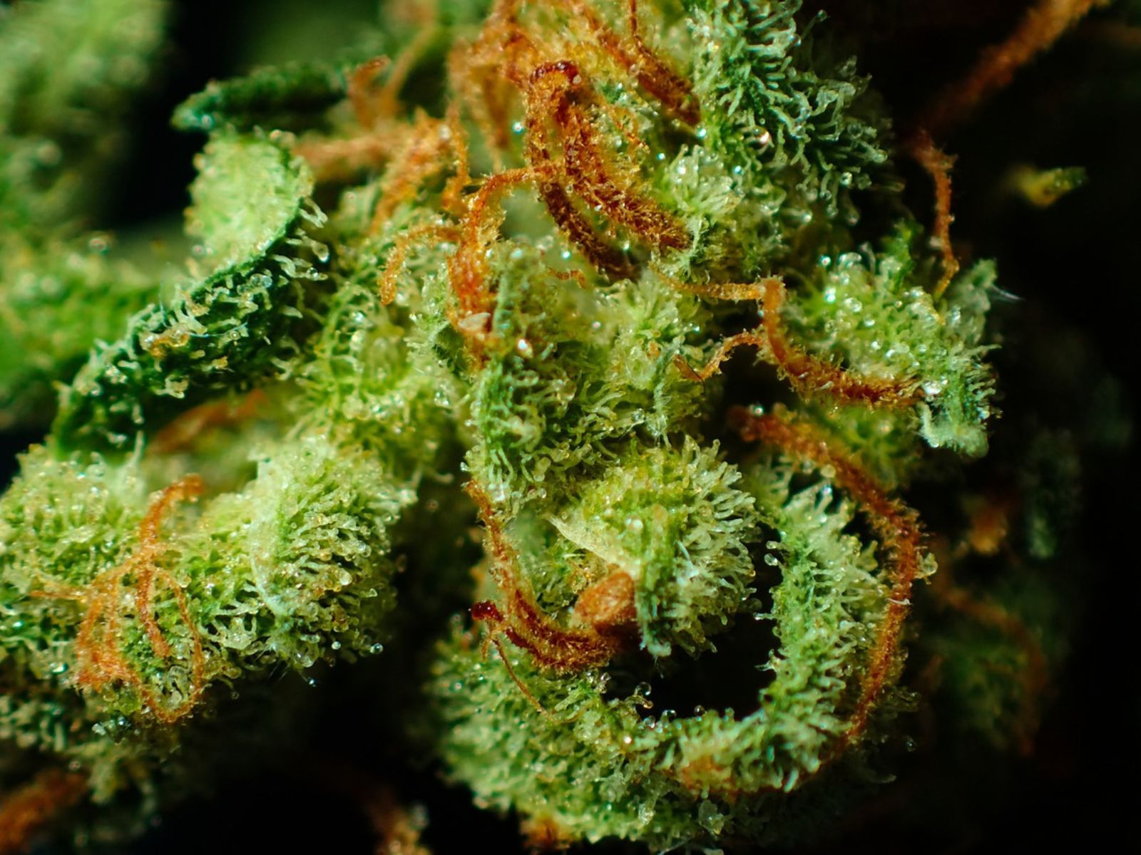 Cannabis flower bud trichomes