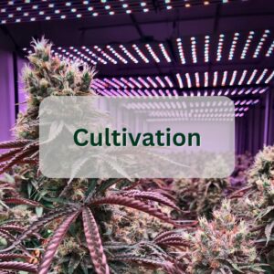 cannabis industry data cultivation button
