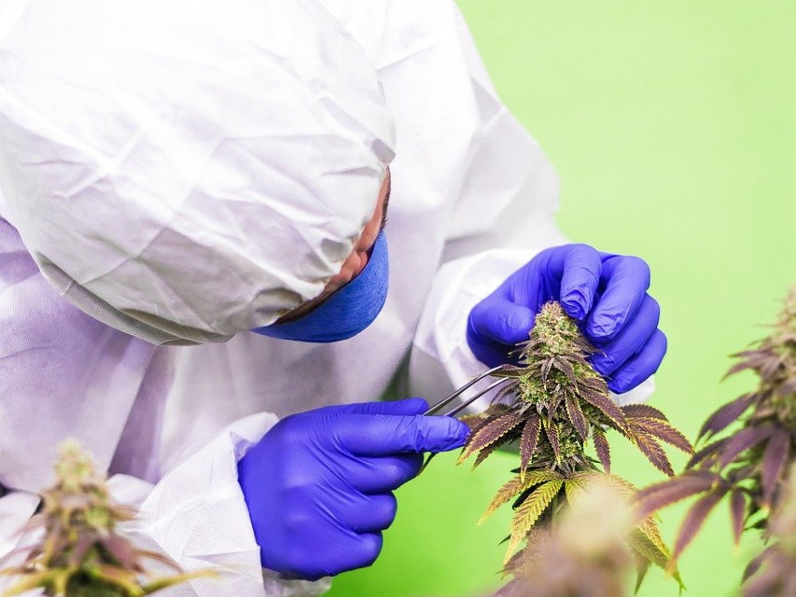 cannabis worker plant flower bud cola