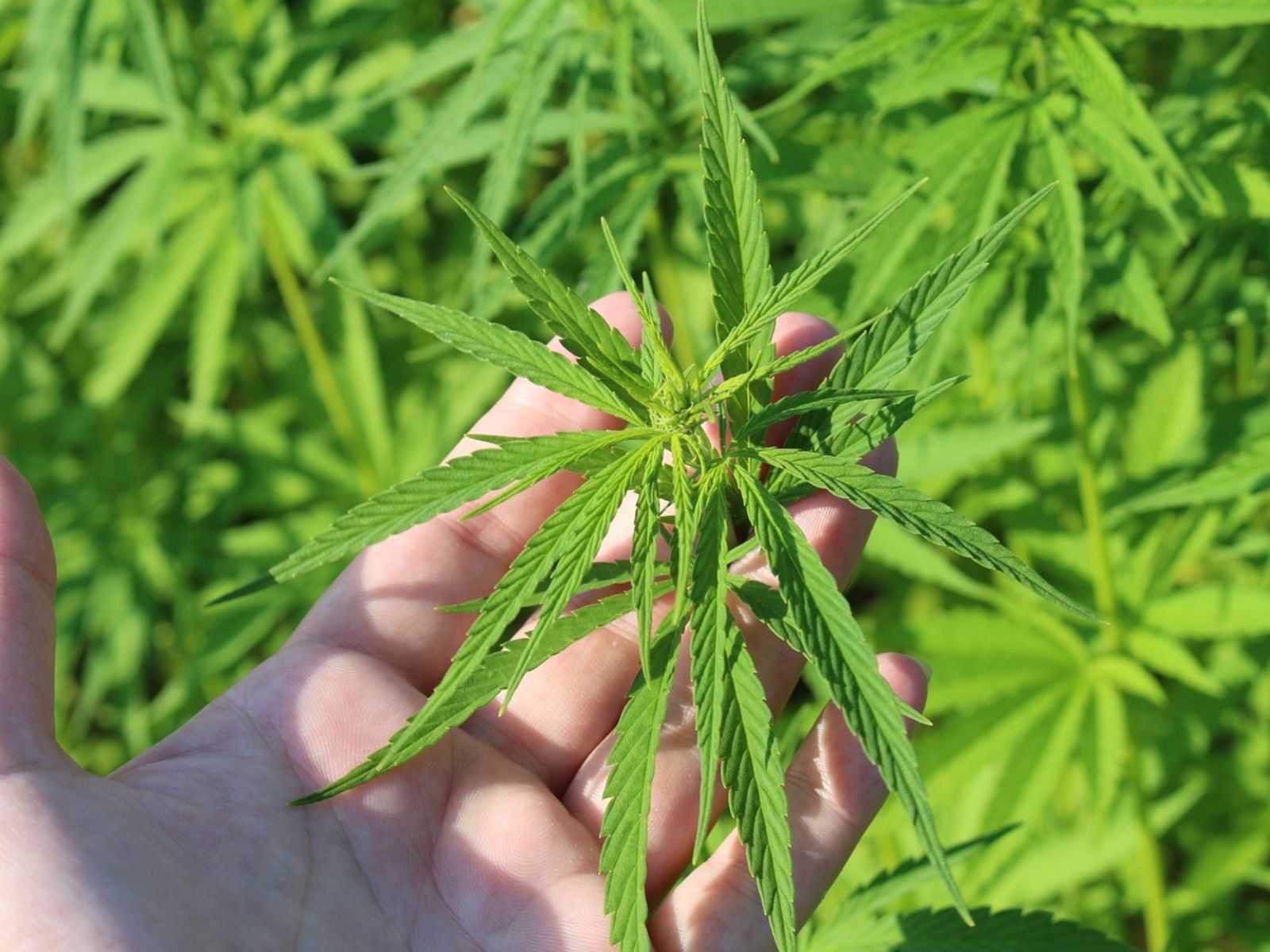 How Many Hemp Businesses Are Located In Louisiana?