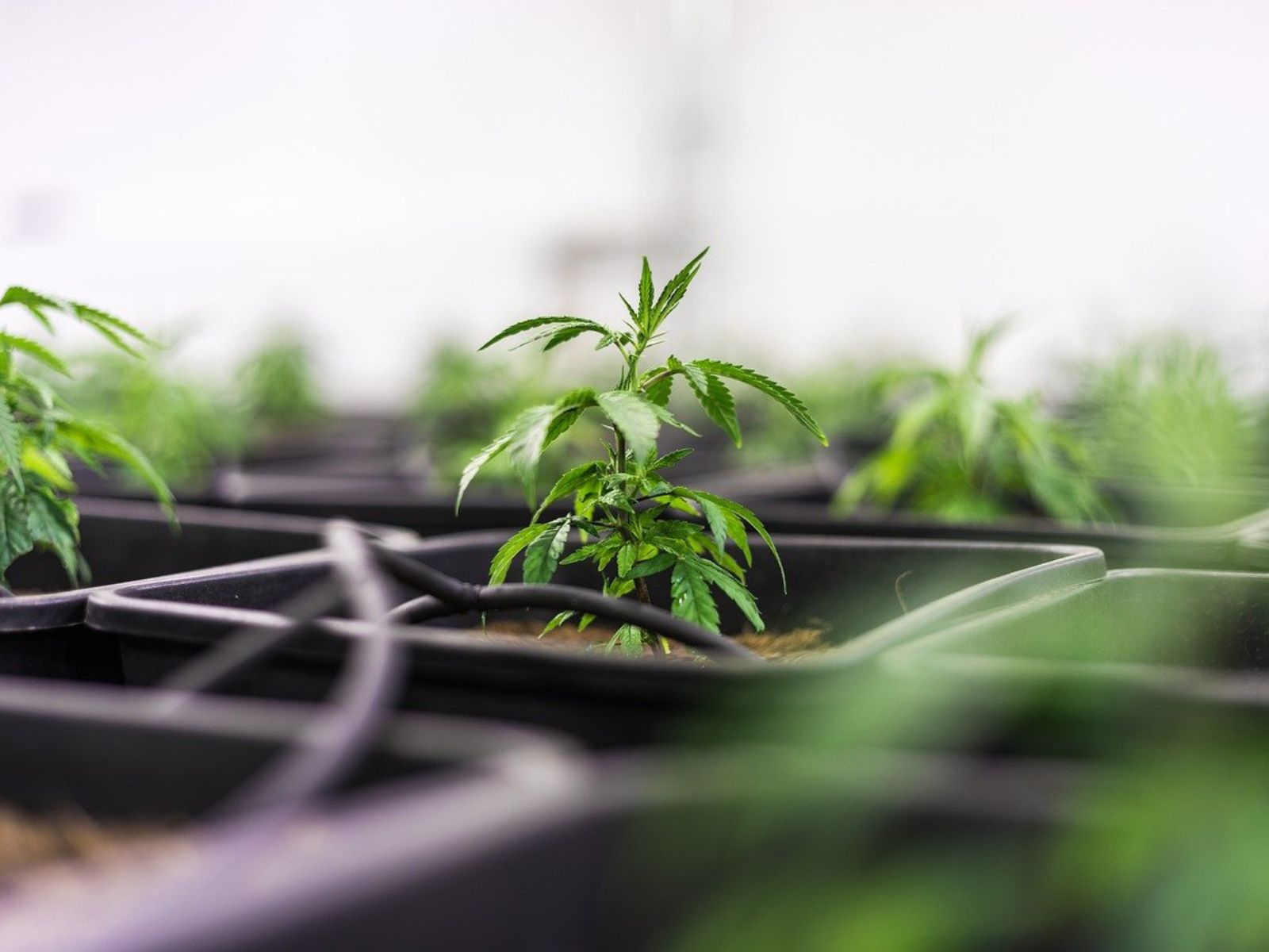 Cannabis plant garden indoor hydroponics cultivation