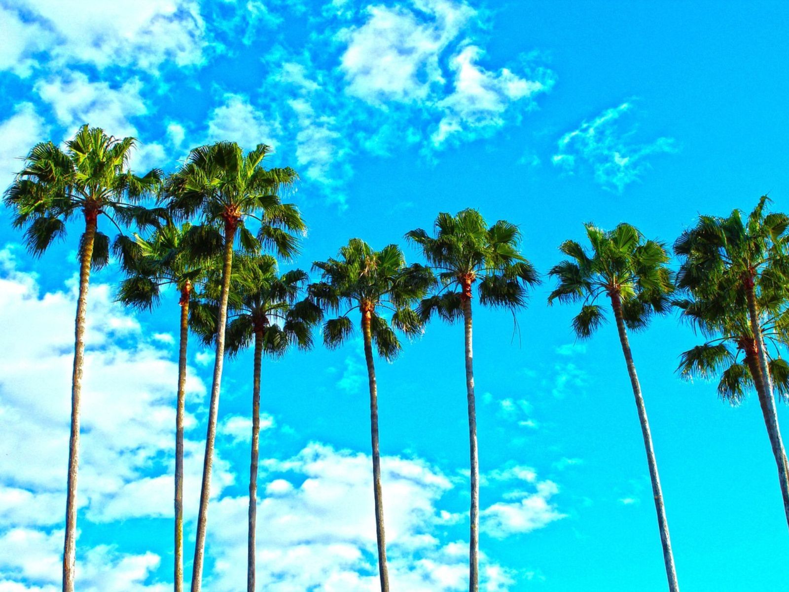 Florida California palm trees