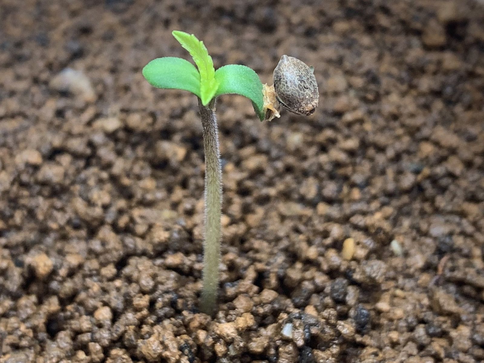 cannabis start seedling seed