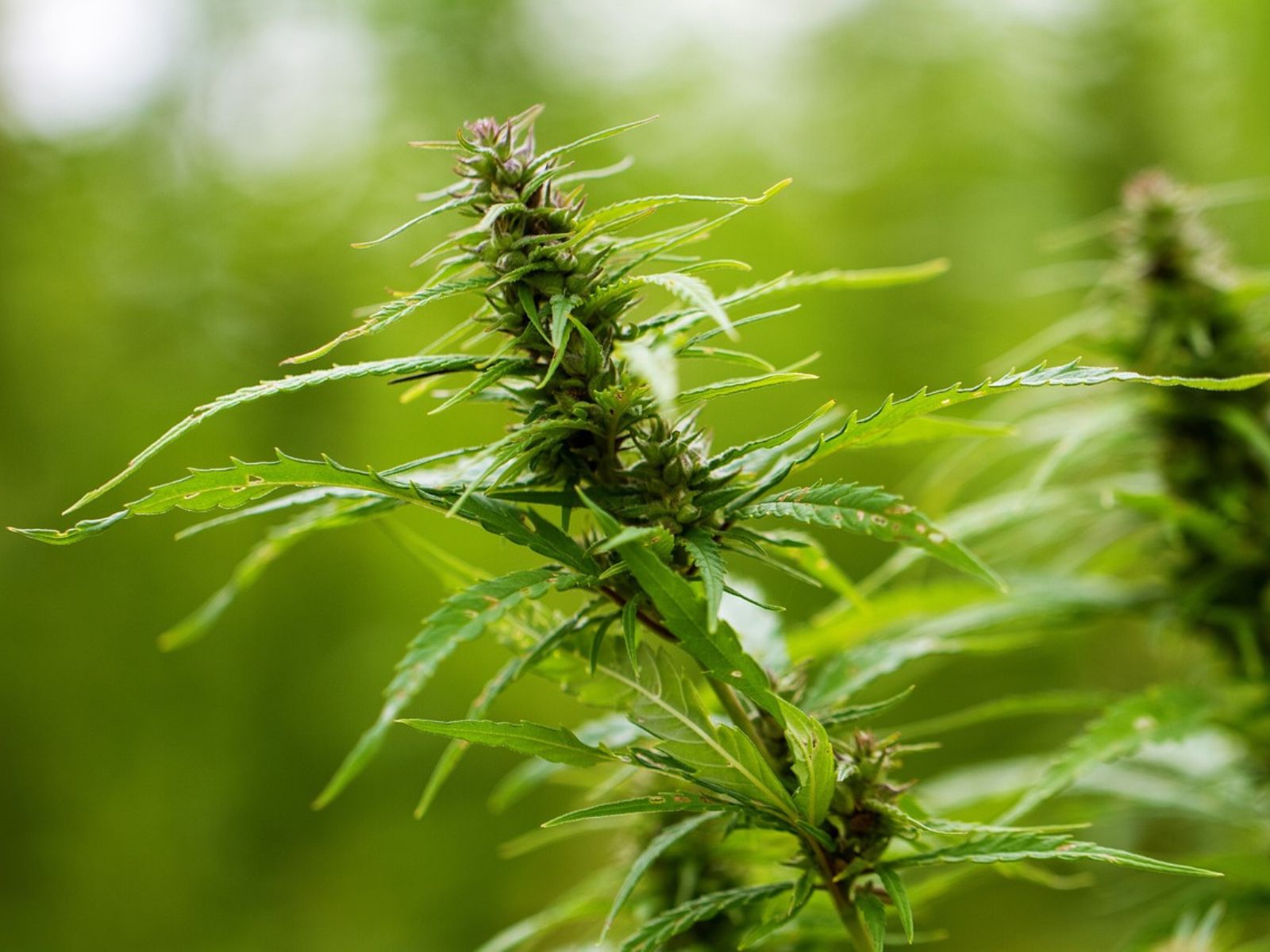 What Is The Value Of The Texas Hemp-Derived Cannabinoids Market?