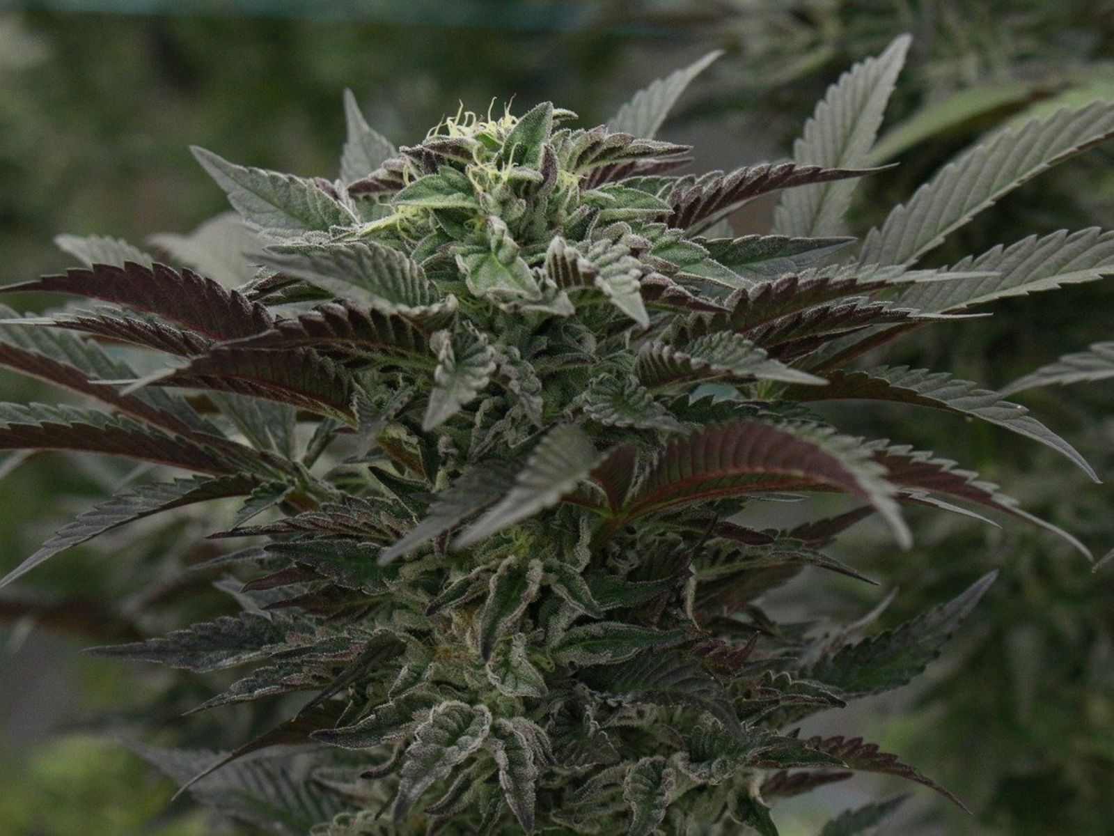 cannabis hemp plant thc cbd