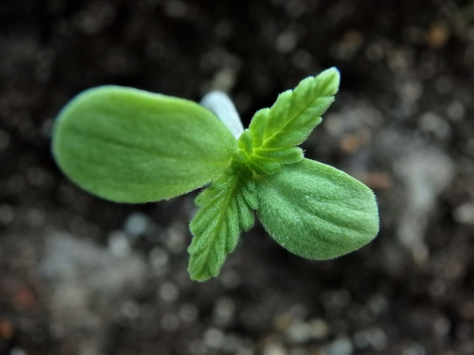 cannabis plant seedling
