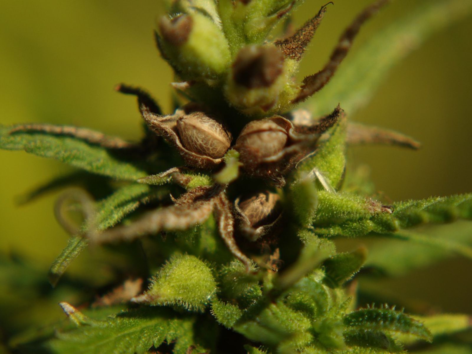 cannabis seeds male plant