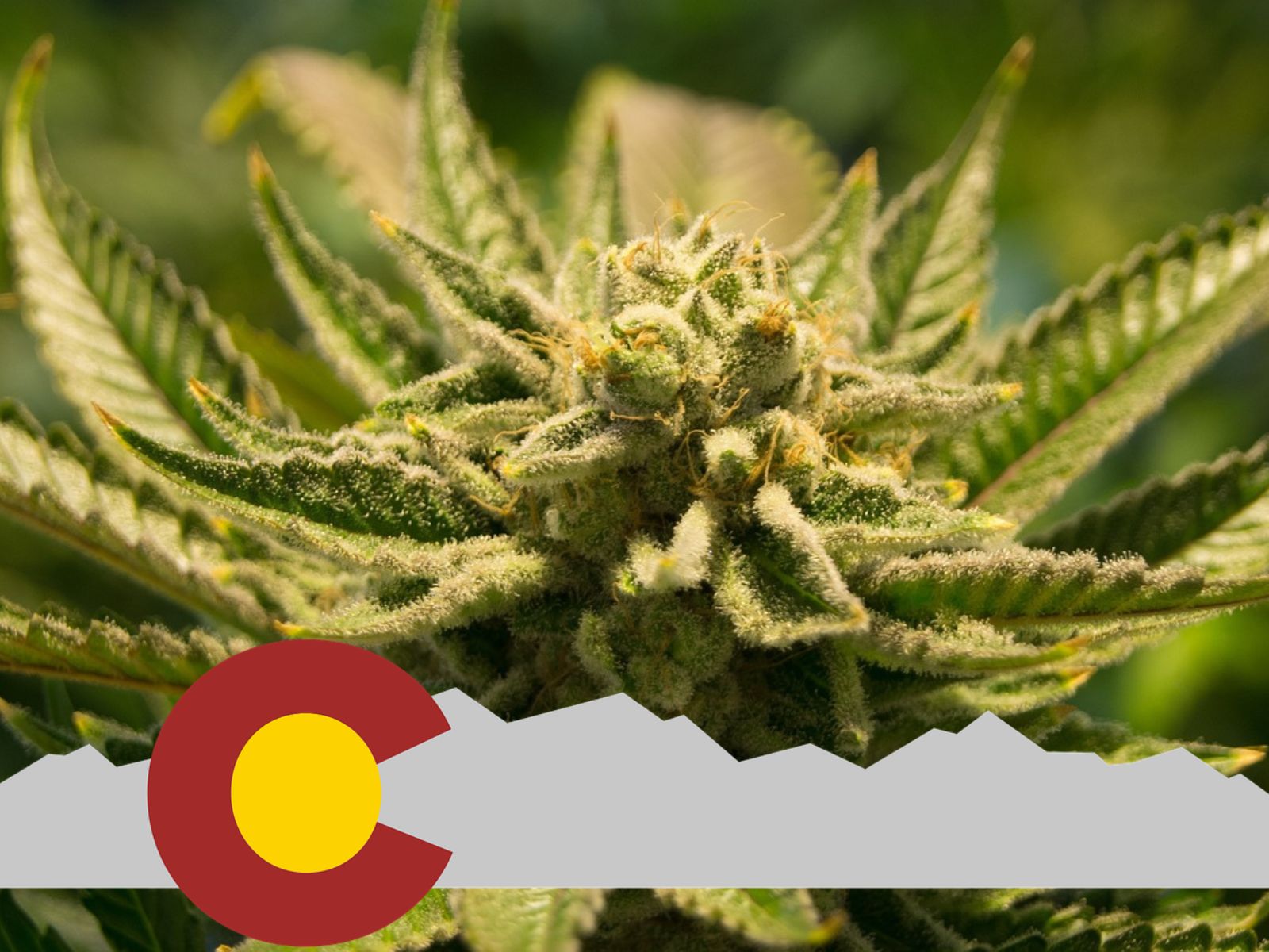 How Many Medical Cannabis Patients Are Registered In Colorado?