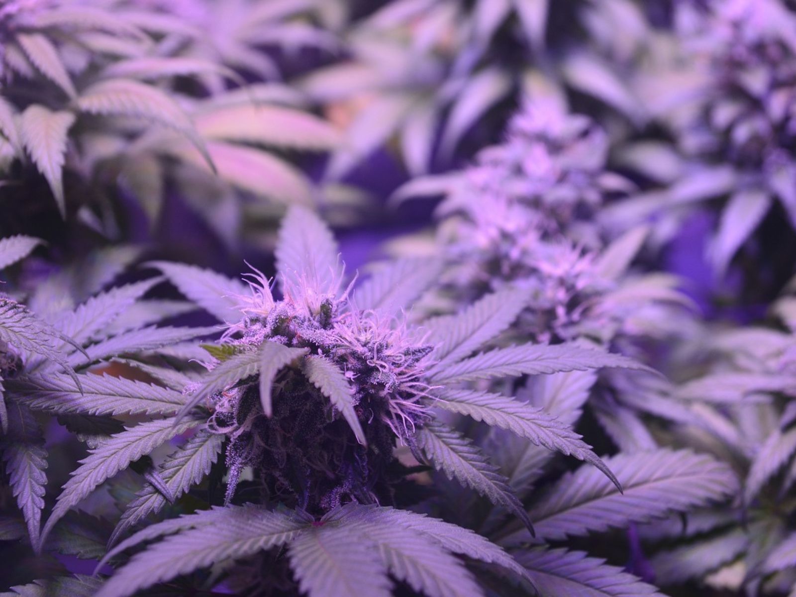 Cannabis Reform Is Boosting Projected Sales For Grow Lights